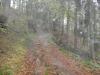 Nach Triberg im Wald bei Regen